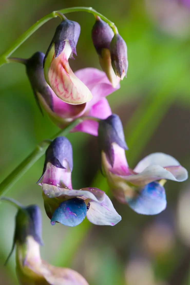 Berg-Platterbse (Lathyrus linifolius)